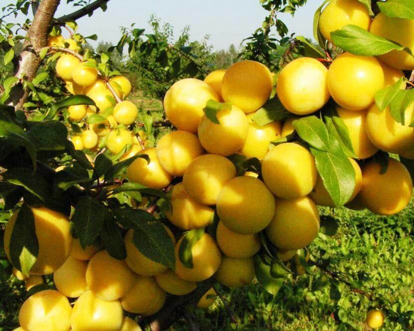  Саженцы сливы