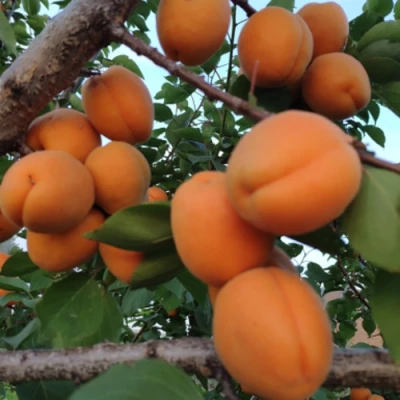 Абрикос ГОЛД РИЧ в Владивостоке