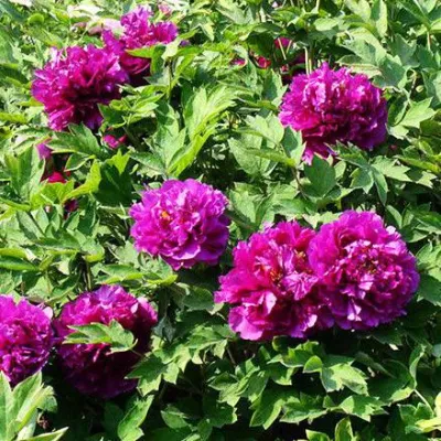 Пион ОРНАМЕНТ древовидный в Владивостоке