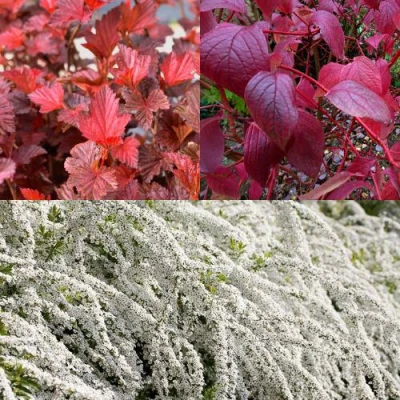 Комплект ЖИВАЯ ИЗГОРОДЬ в Владивостоке