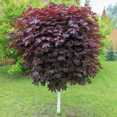 Клен красный в Владивостоке