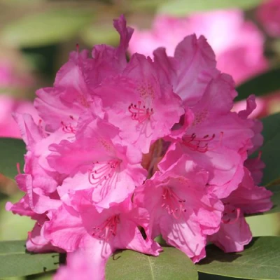 Рододендрон ЛУМИНА в Владивостоке