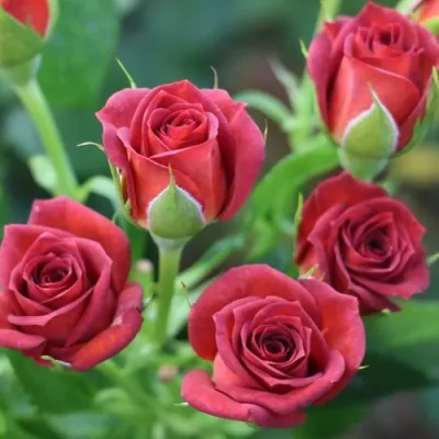 Роза ЧОКОЧИНО спрей в Владивостоке