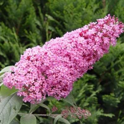 Буддлея давида ПИНК ДЕЛАЙТ в Владивостоке