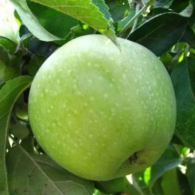 Яблоня РЕНЕТ СИМИРЕНКО в Владивостоке