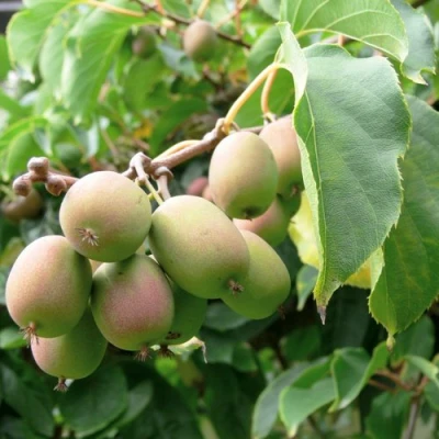 Актинидия ЛЮСИ аргута  в Владивостоке