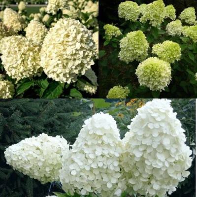 Комплект НЕЖНЫЙ КАПУЧИНО в Владивостоке