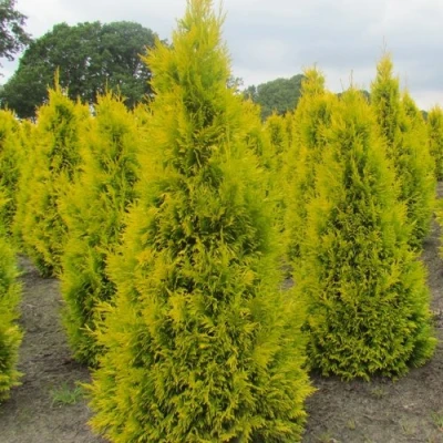 Туя САНКИСТ западная в Владивостоке