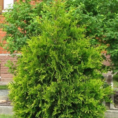 Туя АНЯ (АНИЕ) западная в Владивостоке