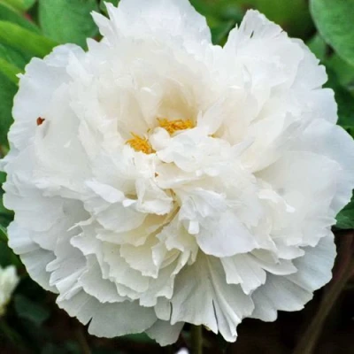 Пион БЕЛЫЙ СНЕГ древовидный в Владивостоке