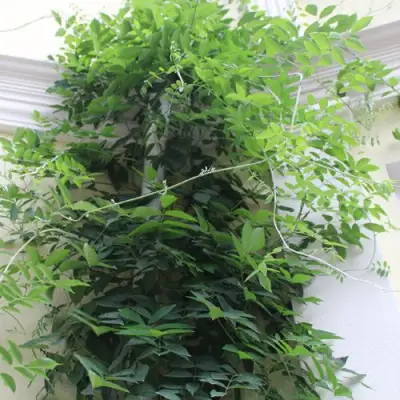 Глициния макростахия БЛЮ МУН в Владивостоке