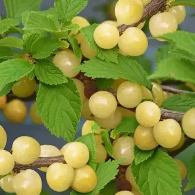 Вишня СНЕВИТ войлочная в Владивостоке