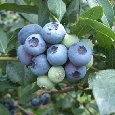 Голубика БЛЮЭТТА в Владивостоке