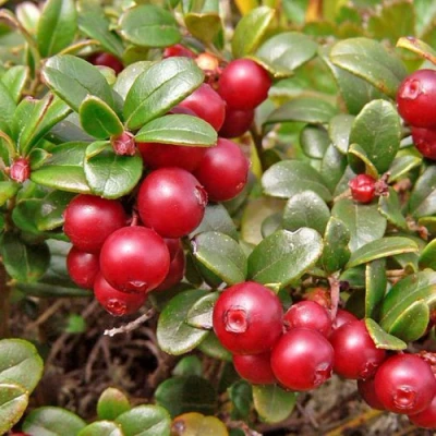 Брусника садовая АМЕРЛАНД в Владивостоке