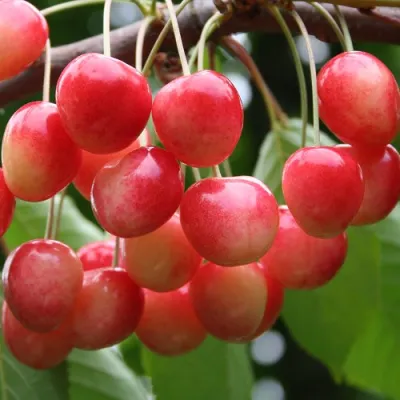 Черешня МЕДУНИЦА в Владивостоке