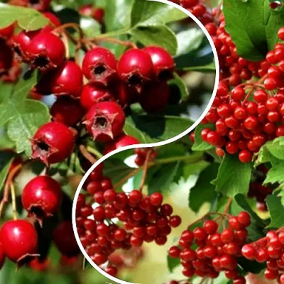 Комплект БУДЬ ЗДОРОВ в Владивостоке