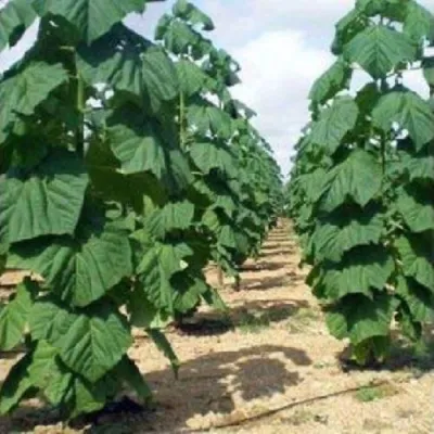 Павлония ПАО ТОГН Z07 в Владивостоке