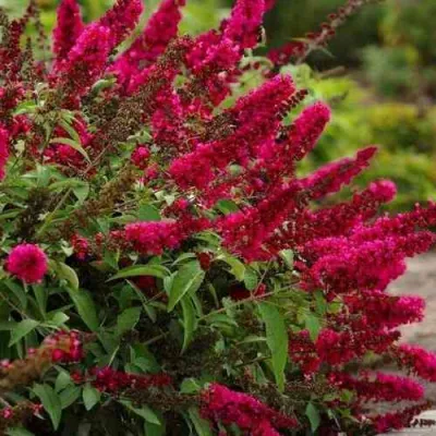 Буддлея давида РОЯЛ РЕД в Владивостоке