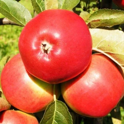 Яблоня СЯБРЫНА в Владивостоке