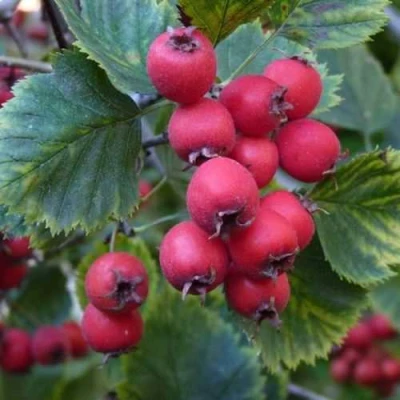 Боярышник АРНОЛЬДА в Владивостоке