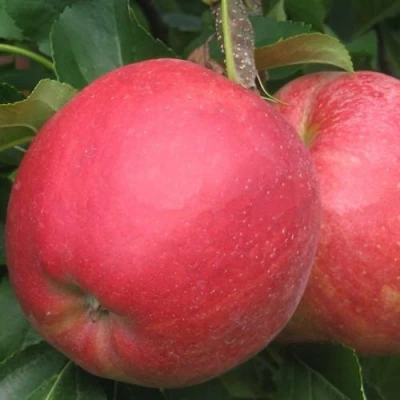 Яблоня РУБИН в Владивостоке