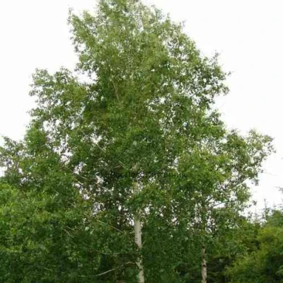 Береза бородавчатая в Владивостоке