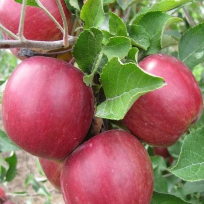 Яблони Московское Ожерелье колонновидная в Владивостоке