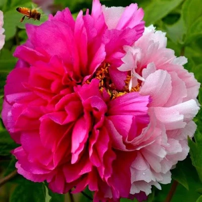 Пион ДВЕ СЕСТРЫ древовидный в Владивостоке