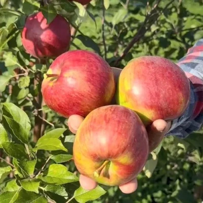 Яблоня ПОСПЕХ в Владивостоке