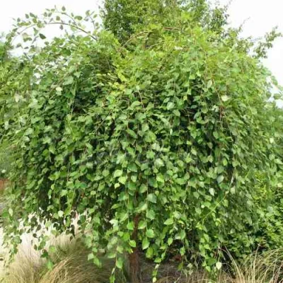 Береза САММЕР КАСКАД черная в Владивостоке