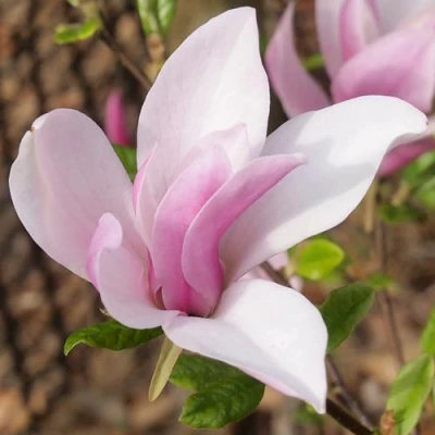 Магнолия БЕТТИ в Владивостоке