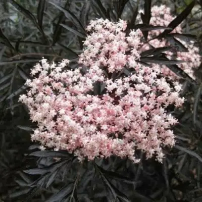 Бузина черная БЛЭК ЛЕЙС ЕВА в Владивостоке