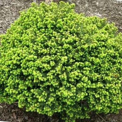 Ель ЛИТЛ ДЖЕМ обыкновенная в Владивостоке