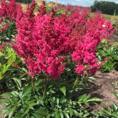 Астильба ЛАКИ ДЕЙ Арендса в Владивостоке