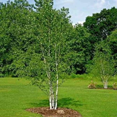 Береза бумажная в Владивостоке