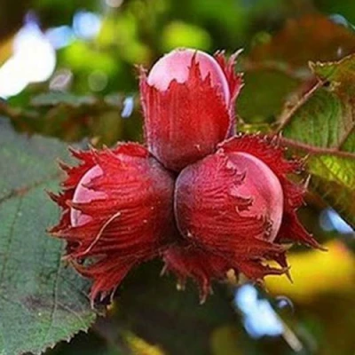 Фундук КРАСНЫЙ ЯНТАРЬ в Владивостоке