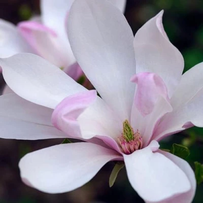 Магнолия ПИНКИ в Владивостоке