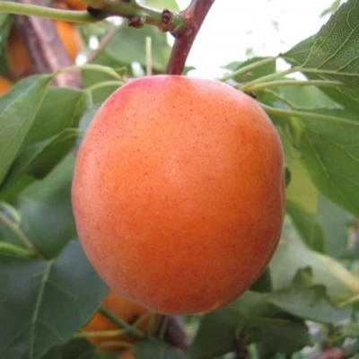 Абрикос ГОЛД РИЧ в Владивостоке