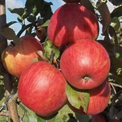 Яблоня ПЕРСИКОВАЯ в Владивостоке