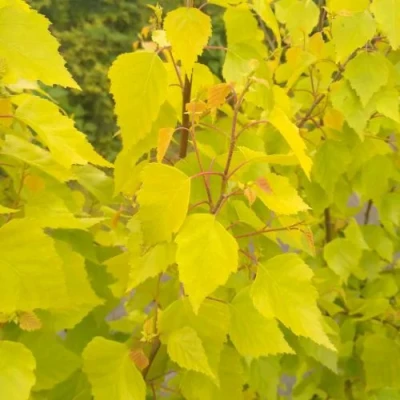 Берёза ГОЛДЕН ОБЕЛИСК повислая  в Владивостоке