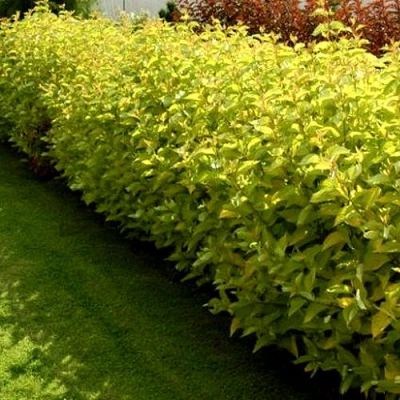 Комплект ДАРТС ГОЛД в Владивостоке