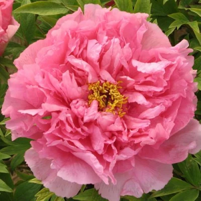 Пион СЕРЕБРИСТЫЙ РУЧЕЙ древовидный в Владивостоке