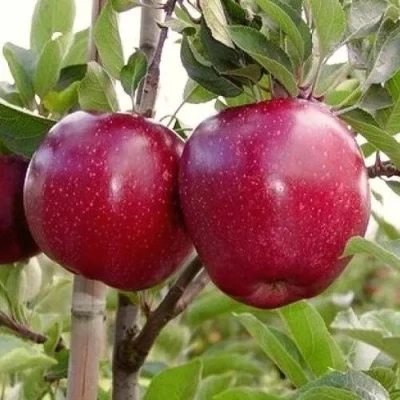 Яблоня РЕД ПРИНЦ в Владивостоке