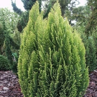 Кипарисовик ЭЛВУДИ ЭМПАЙР лавсана в Владивостоке