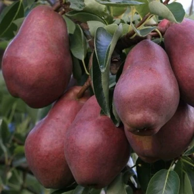 груша Ред Вильямс