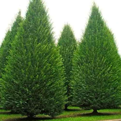 Граб  в Владивостоке