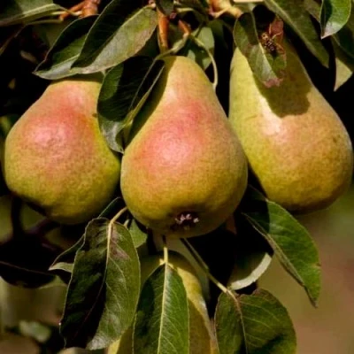 Груша РУССКАЯ КРАСАВИЦА (КРАСАВИЦА ЧЕРНЕНКО) в Владивостоке