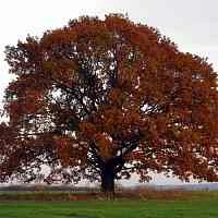 Дуб скальный в Владивостоке