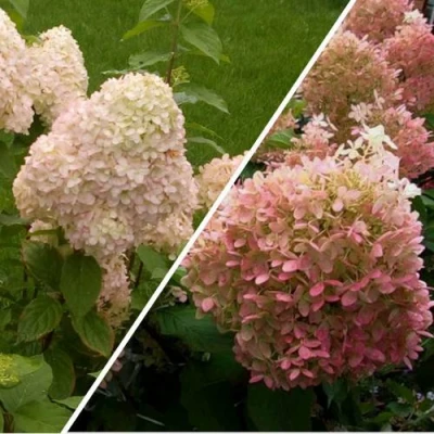 Комплект НЕЖНЫЕ ЧУВСТВА в Владивостоке