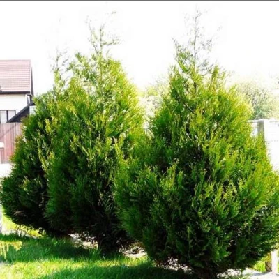 Туя АТРОВИРЕНС складчатая в Владивостоке
